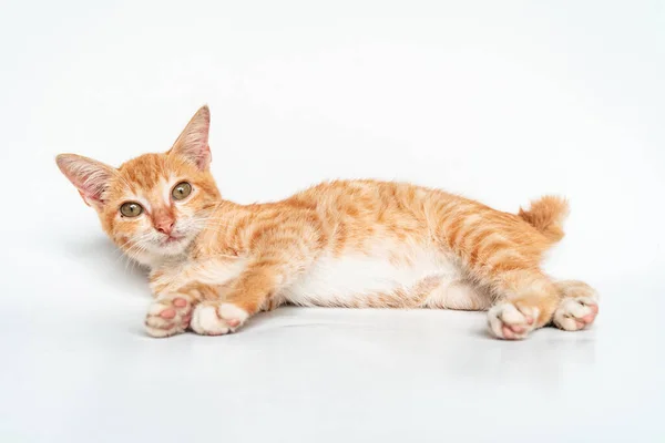 Zbliżenie Kilkumiesięcznego Orange Kitten Pozowanie Białym Tle Słodkie Urocze Kotek — Zdjęcie stockowe