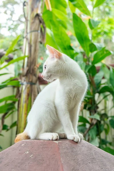 แมวบ านส ขาวอาย อนเล นและผ อนคลายในสวนกลางแจ กและน กแนวค ดการถ ายภาพล — ภาพถ่ายสต็อก