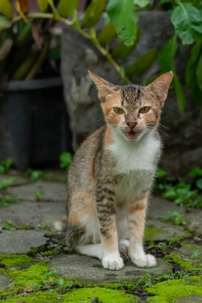 Close Bokeh Fairly Old Striped Domestic Mother Cat Relaxing Playing — Stock Photo, Image