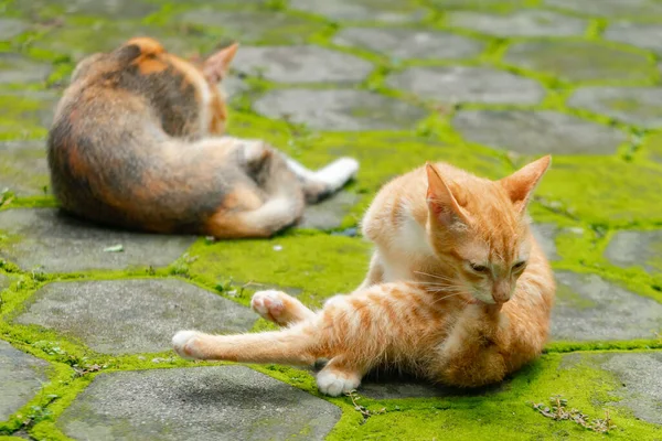 裏庭でリラックスしている国内猫のクローズアップ 2匹の猫の横で同じことをしている写真 — ストック写真