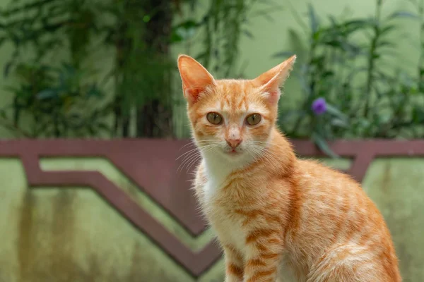 แมวในบ านส มอาย โพสในสวนกลางแจ กและน กแนวค ดการถ ายภาพล กแมว — ภาพถ่ายสต็อก