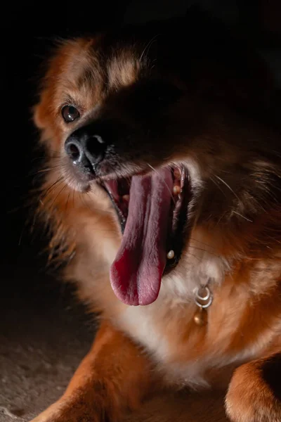 Detallado Primer Plano Cara Perro Macho Doméstico Mixto Amarillo Dorado —  Fotos de Stock