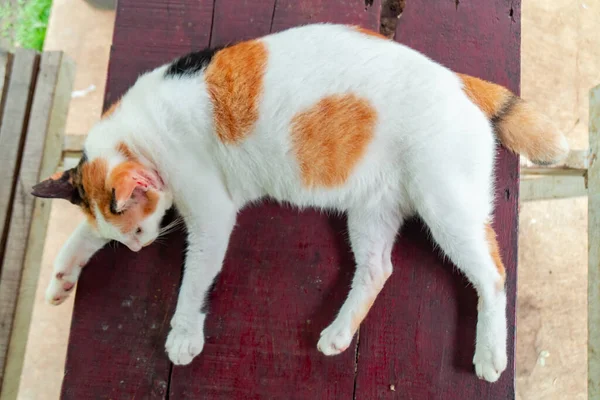 滅菌のために非常に古く 大きい白い縞模様の男性の国内猫 非常に愛らしいとどこでも眠るのが好き 猫が屋外の庭にいるときの詳細な写真 — ストック写真