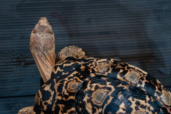 閉じる 観光客が訪れることができるオープン飼育下で大きな茶色のパターンを持つ土地のカメ — ストック写真