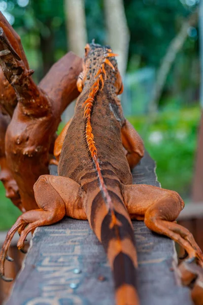 Close Detailed View Adult Orange Iguana Fairly Tame Genus Herbivorous — Foto de Stock