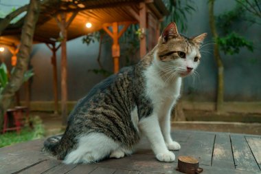 Sterilizasyon nedeniyle oldukça yaşlı ve büyük olan beyaz çizgili evcil kedi, çok sevimli ve her yerde uyumayı seviyor, kedi açık hava bahçesindeyken detaylı fotoğraf