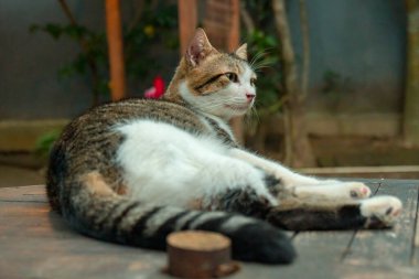 Sterilizasyon nedeniyle oldukça yaşlı ve büyük olan beyaz çizgili evcil kedi, çok sevimli ve her yerde uyumayı seviyor, kedi açık hava bahçesindeyken detaylı fotoğraf