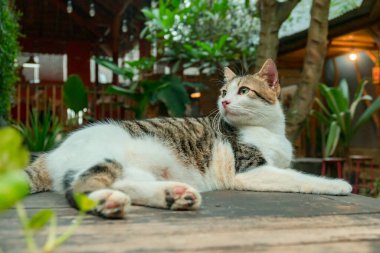 Sterilizasyon nedeniyle oldukça yaşlı ve büyük olan beyaz çizgili evcil kedi, çok sevimli ve her yerde uyumayı seviyor, kedi açık hava bahçesindeyken detaylı fotoğraf