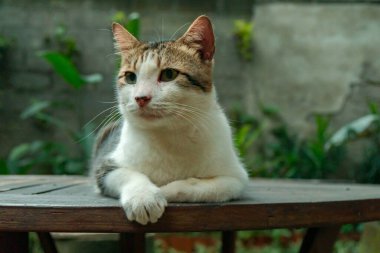 Sterilizasyon nedeniyle oldukça yaşlı ve büyük olan beyaz çizgili evcil kedi, çok sevimli ve her yerde uyumayı seviyor, kedi açık hava bahçesindeyken detaylı fotoğraf