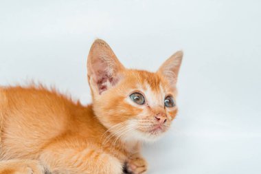 Birkaç aylık Turuncu Kedi Yavrusu 'nun Beyaz Arkaplanda poz verişi. Şirin ve sevimli kedi yavrusu fotoğraf konsepti