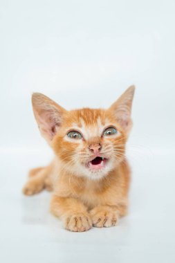 Birkaç aylık Turuncu Kedi Yavrusu 'nun Beyaz Arkaplanda poz verişi. Şirin ve sevimli kedi yavrusu fotoğraf konsepti