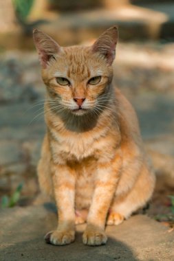 Birkaç aylık turuncu evcil kedinin açık hava parkında poz verişi. Şirin ve sevimli kedi yavrusu fotoğraf konsepti