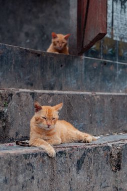 Birkaç aylık turuncu evcil kedinin açık hava parkında poz verişi. Şirin ve sevimli kedi yavrusu fotoğraf konsepti
