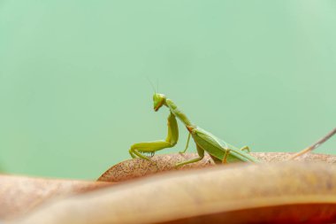 Yakın plan ve yeşil peygamber devesi kafesi keskin elleri ve bahçedeki yaprakların zarif manzarası.