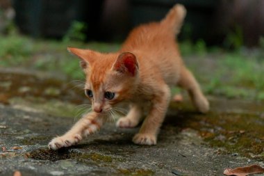 Birkaç aylık turuncu evcil kedinin açık hava parkında poz verişi. Şirin ve sevimli kedi yavrusu fotoğraf konsepti