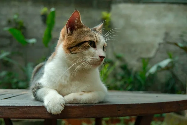 White Striped Male Domestic Cat Which Quite Old Large Due — Stock Photo, Image