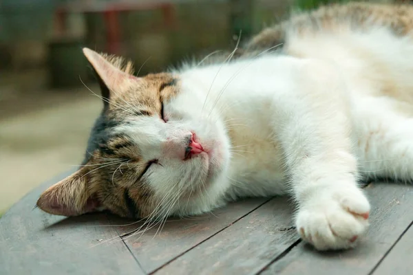 แมวบ านลายทางส ขาวซ อนข างเก าและใหญ องจากการฆ าเช กมากและชอบท จะนอนหล — ภาพถ่ายสต็อก