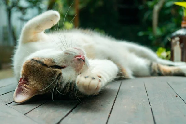 Chat Domestique Mâle Rayé Blanc Qui Est Assez Vieux Grand — Photo