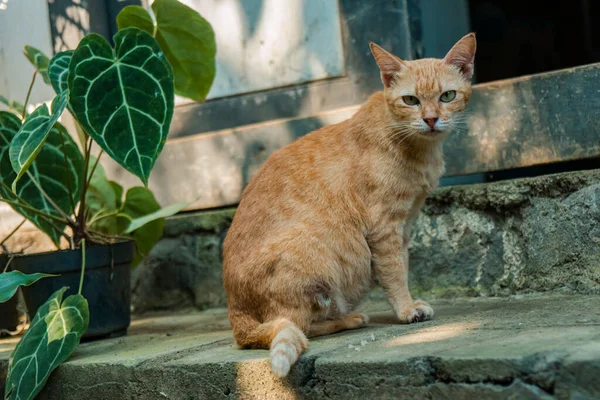 แมวในบ านส มอาย โพสในสวนกลางแจ กและน กแนวค ดการถ ายภาพล กแมว — ภาพถ่ายสต็อก