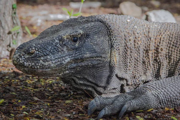 Vista Cerca Animal Endémico Indonesio Que Está Borde Extinción Con — Foto de Stock