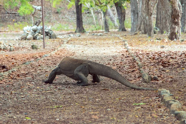 Nahaufnahme Eines Indonesischen Endemischen Tieres Das Vom Aussterben Bedroht Ist — Stockfoto