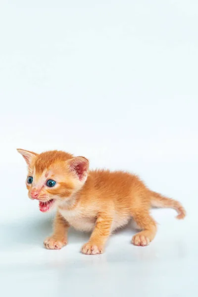 Närbild Några Månader Gamla Orange Kitten Poserar Vit Bakgrund Söt — Stockfoto