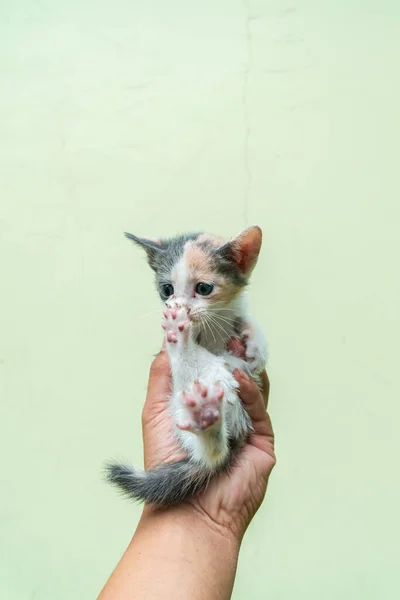 Adorable Cute Few Weeks Old Striped Kitten Being Held Palm — Zdjęcie stockowe