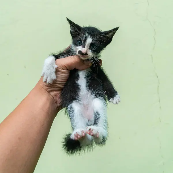 Cute Adorable Few Weeks Old Black White Striped Kitten Being — Zdjęcie stockowe