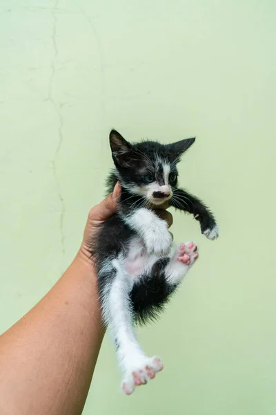 Cute Adorable Few Weeks Old Black White Striped Kitten Being —  Fotos de Stock