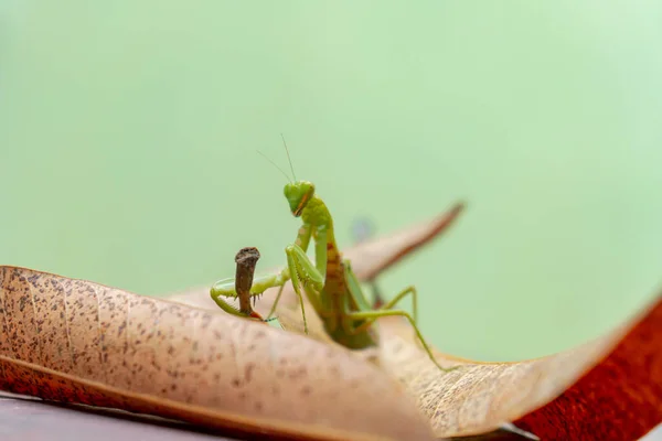 Close Bokeh Green Praying Mantis Sharp Hands Elegant View Leaves — Stock Photo, Image