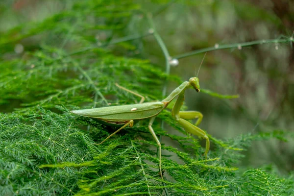 Close Bokeh Green Praying Mantis Sharp Hands Elegant View Leaves — Stock Photo, Image
