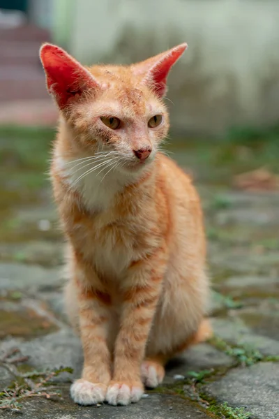 Close Few Months Old Orange Domestic Cat Posing Outdoor Park — Stock Photo, Image