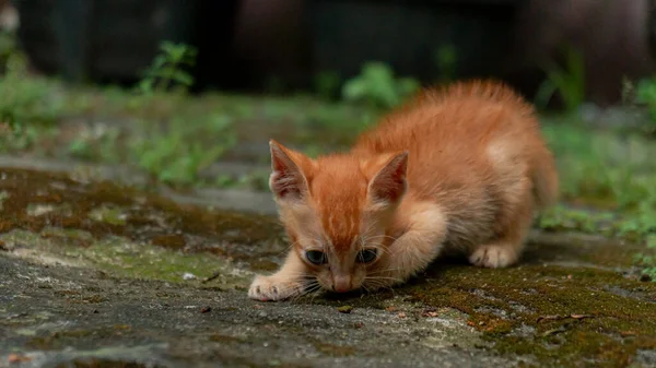 屋外公園でポーズをとっている数ヶ月前のオレンジの国内猫のクローズアップ 可愛くて可愛い子猫の写真のコンセプト — ストック写真