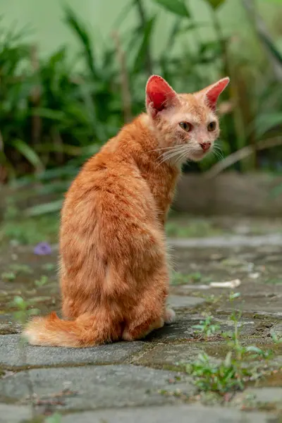 Close Few Months Old Orange Domestic Cat Posing Outdoor Park — Stock Photo, Image