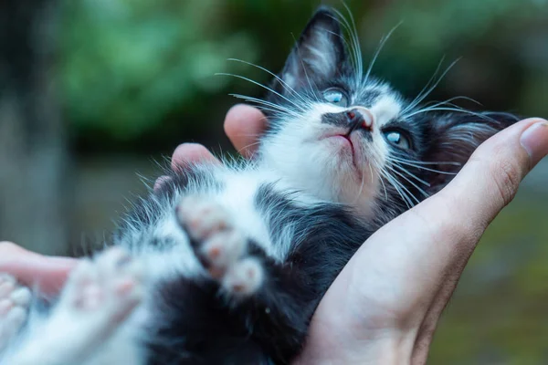 Cute Adorable Few Weeks Old Black White Striped Kitten Being — Zdjęcie stockowe