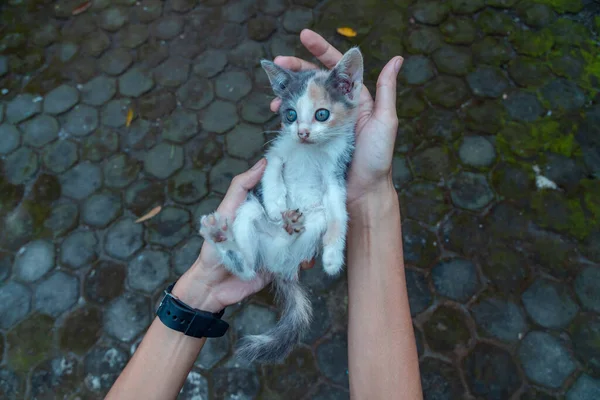 Adorable Cute Few Weeks Old Striped Kitten Being Held Palm — Photo