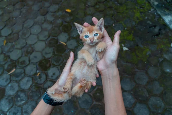 Närbild Ett Par Månader Gammal Orange Tamkatt Poserar Utomhuspark Söt — Stockfoto