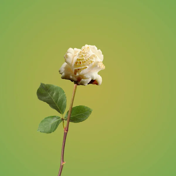 Rose popcorn flower with clipping path, side view. Beautiful single popcorn rose flower on stem with leaves isolated on light green background. Summer creative concept