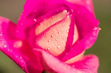 Fuşya çiçekli yağmur rengi ve makro