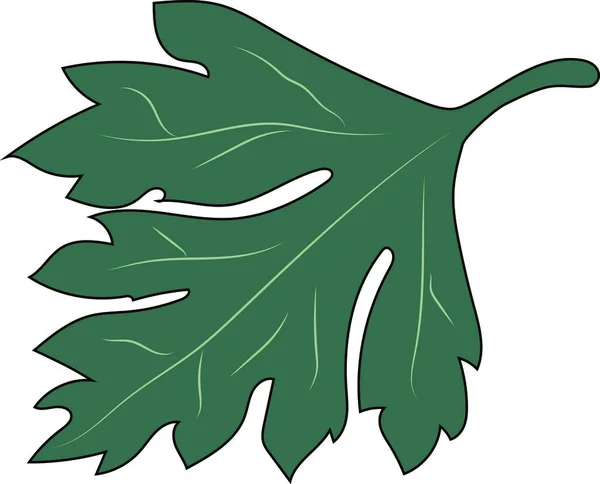 Beautiful Fragrant Green Parsley Leaf — Foto Stock