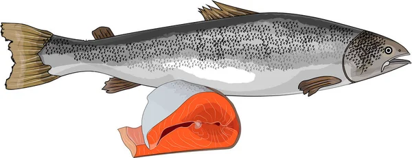 Atlantic Salmon One Most Valuable Commercial Fish Spec — Stock Photo, Image