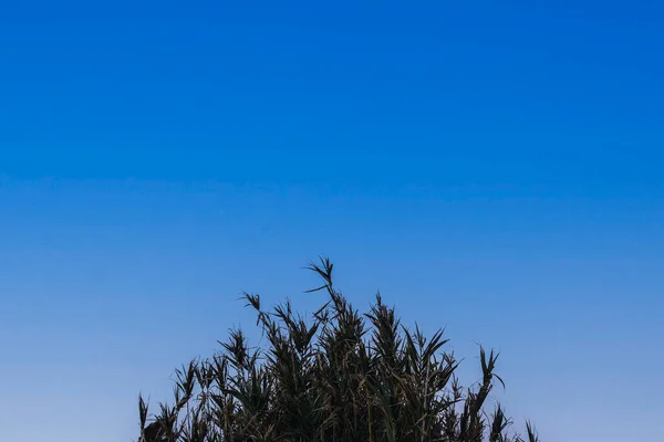 plant with blue sky in the background