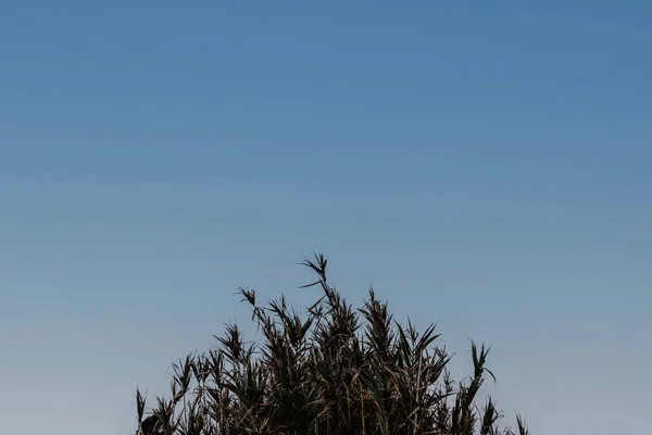 plant with blue sky in the background