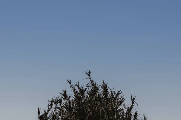Plant Blue Sky Background — Stock Photo, Image