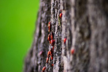 Ağaç gövdesinde birkaç kırmızı kundakçının yakın çekimi.