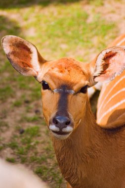 close up portrait of a cute nyala