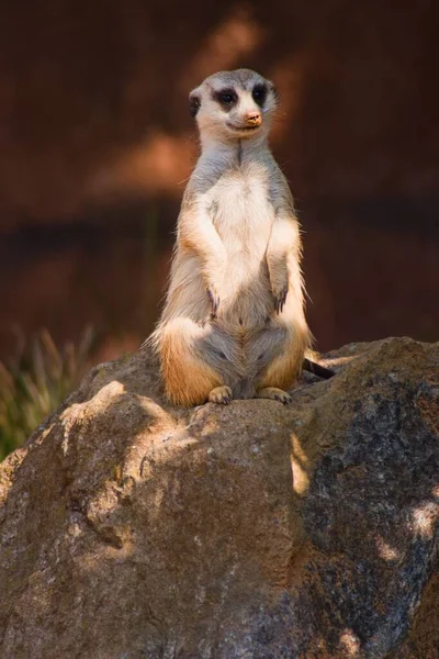 Meerkat Assis Sur Rocher — Photo