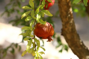 Şehirli bir parkta güneşli bir sonbahar gününde nar ağacının dalında olgunlaşmış bir nar meyvesi. Kuşlar ve hayvanlar için iyi bir yiyecek.. 