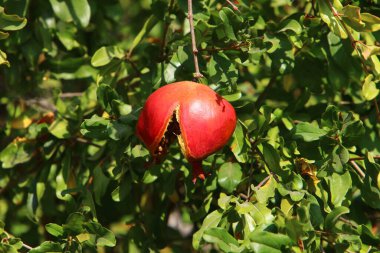 Şehirli bir parkta güneşli bir sonbahar gününde nar ağacının dalında olgunlaşmış bir nar meyvesi. Kuşlar ve hayvanlar için iyi bir yiyecek.. 