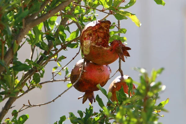 Fruits Trop Mûrs Une Grenade Sur Une Branche Grenadier Par — Photo
